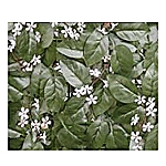 OGRADA OD UMJETNOG LIŠĆA - CLOVER JASMIN